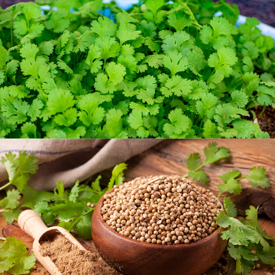 Coriander seeds to sow 200 pieces BlO