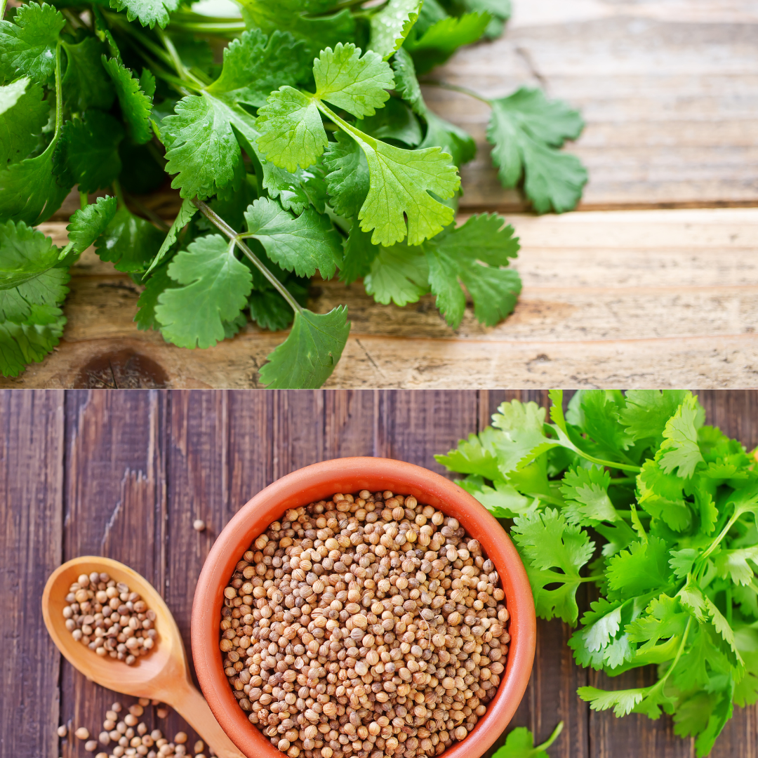 Coriander seeds to sow 200 pieces BlO