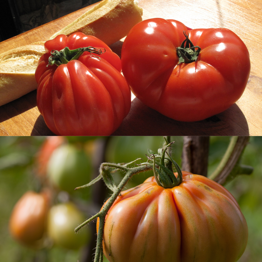 Italian heirloom tomato seeds 15 pieces to sow