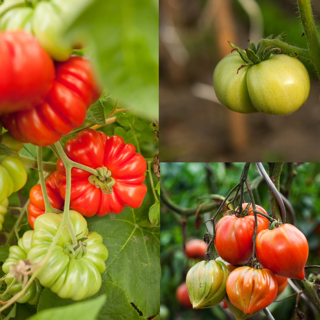 Italian heirloom tomato seeds 15 pieces to sow