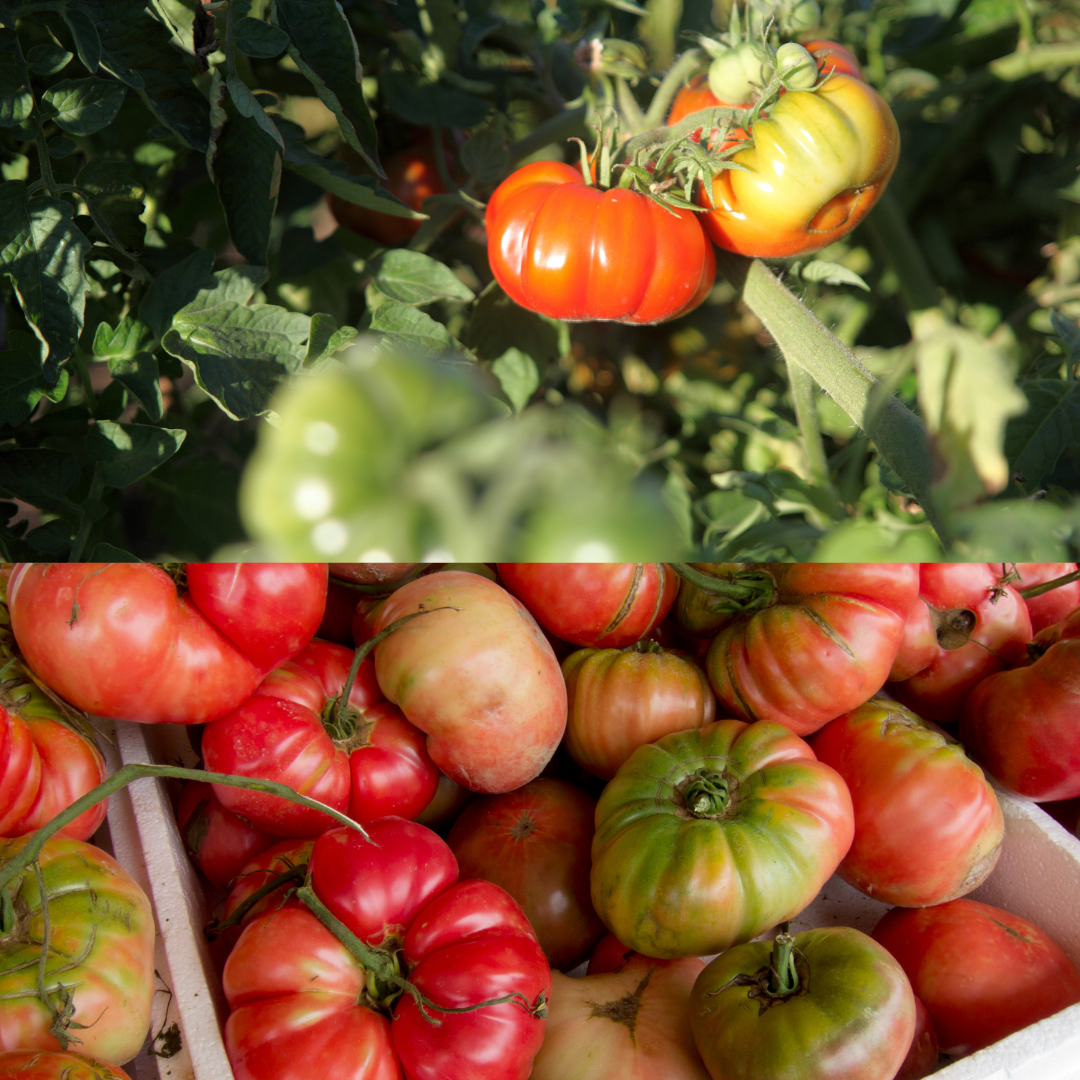 Italian heirloom tomato seeds 15 pieces to sow