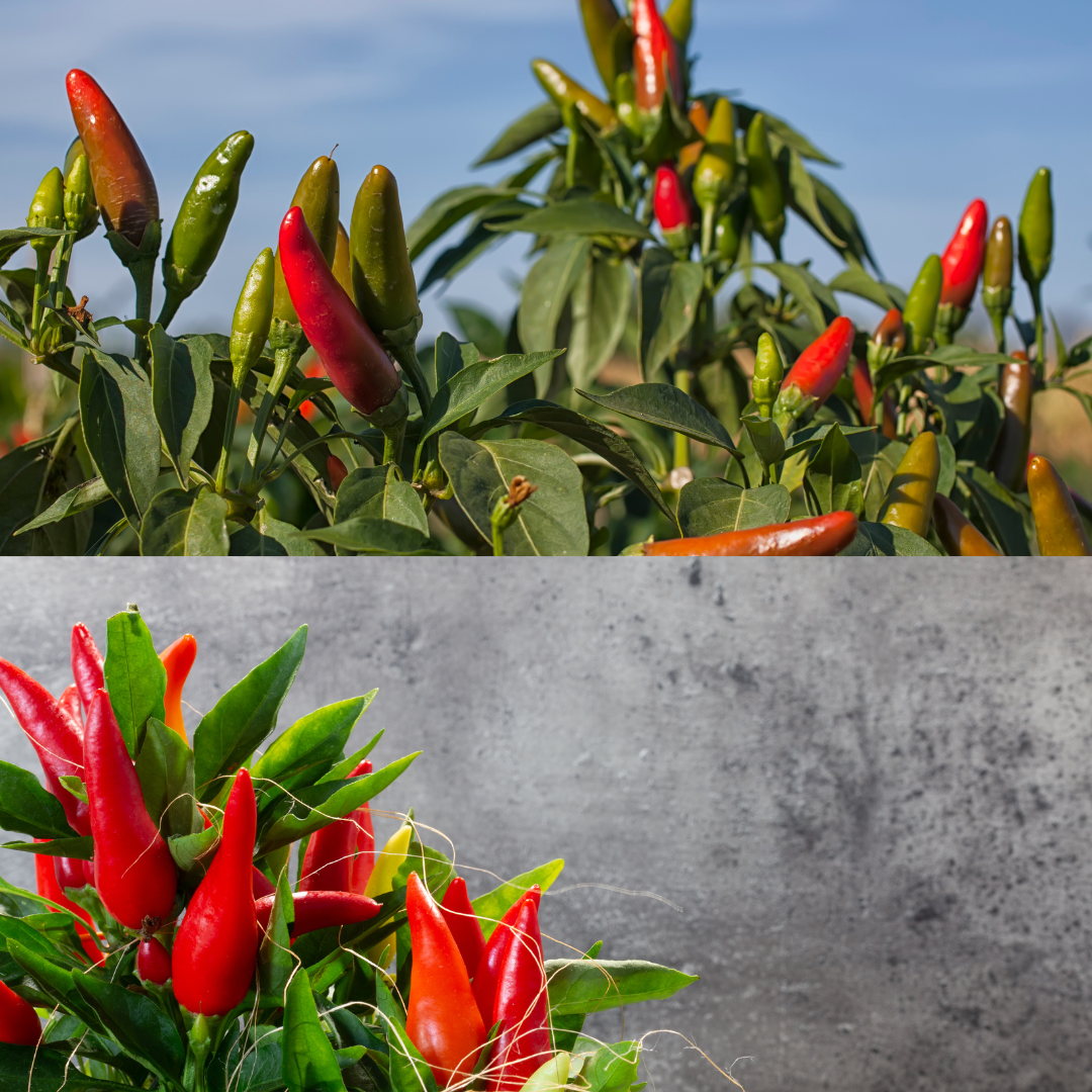 Red Thai Dragon chili seeds 20 pieces