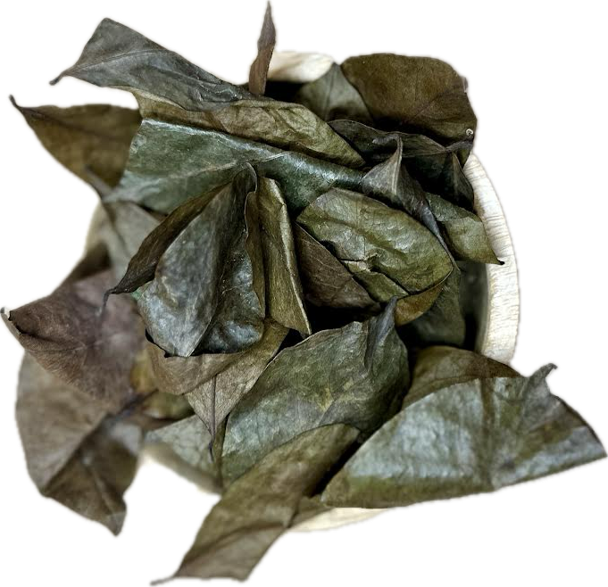 SOURSOP dried and selected leaves PREMIERE FRAICHEUR 