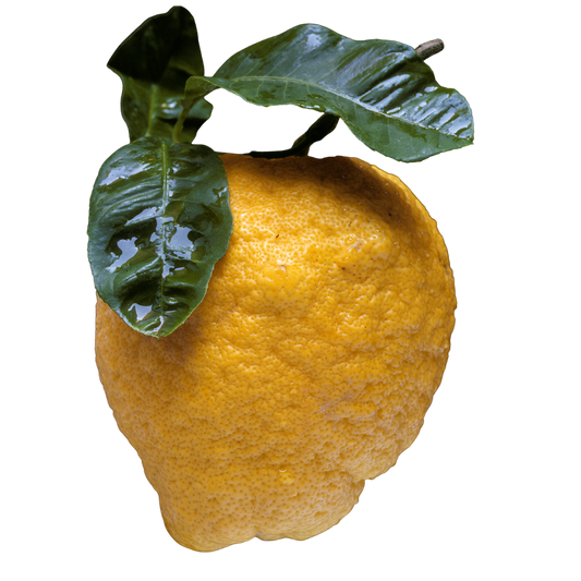 Limone Cedro Italiano essiccato non trattato 20 fette 55G